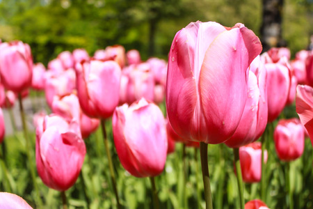 Pink tulip in the gardenの写真素材
