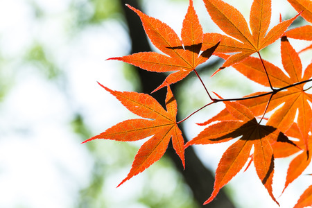 red maple on the treeの写真素材