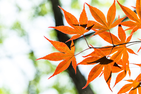 red maple on the tree 2