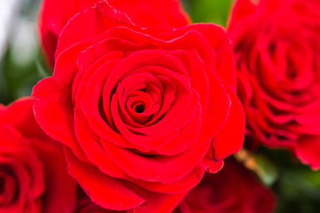red beautiful rose in the yardの写真素材