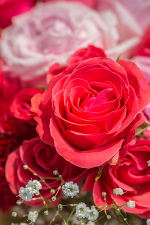 a big beautiful red rosesの写真素材