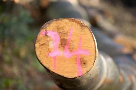 Timber markingの写真素材