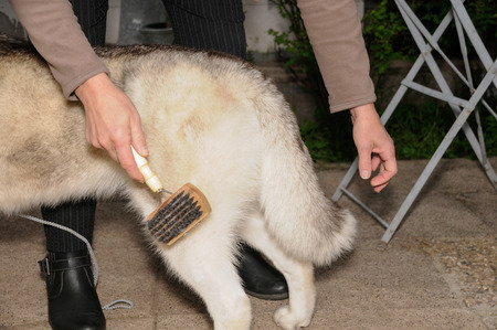 Grooming the dogの写真素材