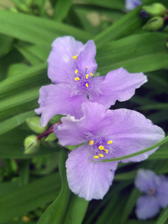 Spring violet flowers, close up.の写真素材