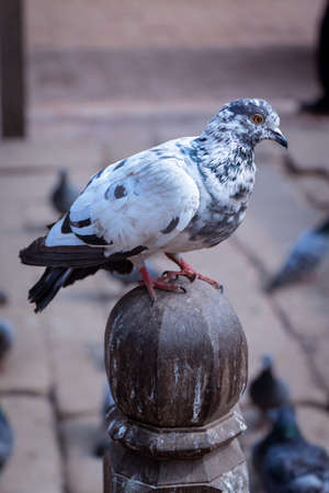 The closeup look of the pigeon at Patan Durbar Square, Patan, Nepalの写真素材