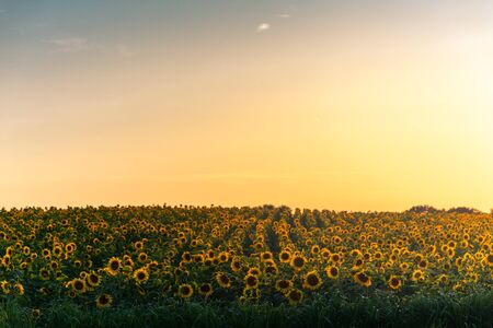 Sunflowers in a field in rows during a beautiful sunset