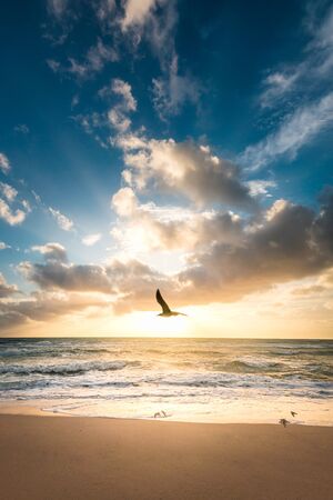 bird flying over the beach with the ocean in the backgroundの写真素材
