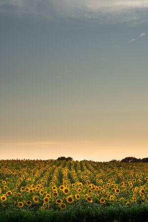 Sunflowers in a field in rows during a beautiful sunsetの写真素材