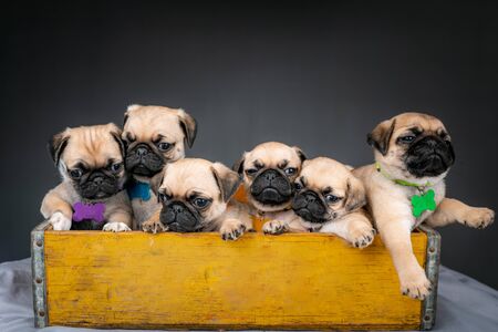 Pug puppies sitting in a box togetherの写真素材