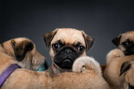 Pug puppies sitting in a box togetherの写真素材