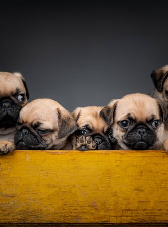 Pug puppies sitting in a box togetherの写真素材