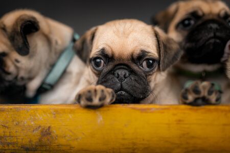 Pug puppies sitting in a box togetherの写真素材