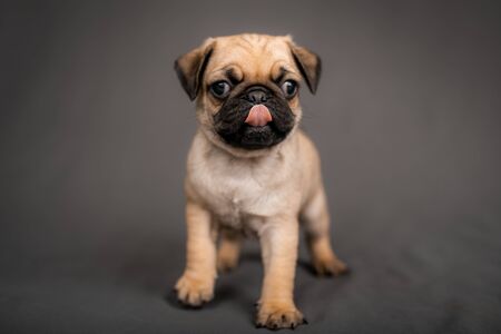 Pug puppy standing in front of the camera in the studioの写真素材