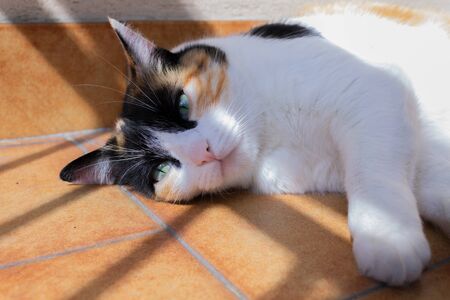 closeup on a european shorthair cat lying on the floorの写真素材