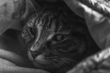 Closeup of a tabby cat in bed looking at camera. Black and whiteの写真素材