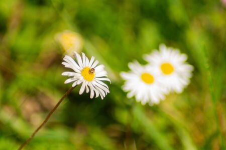 White daisy flower in a garden with an insect. Copy space.の写真素材