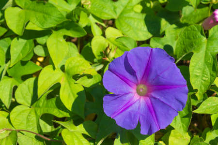 A purple morning glory flower