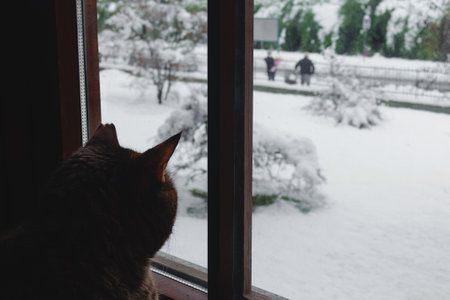 A tabby cat looking through window at people and snow on the street.の写真素材