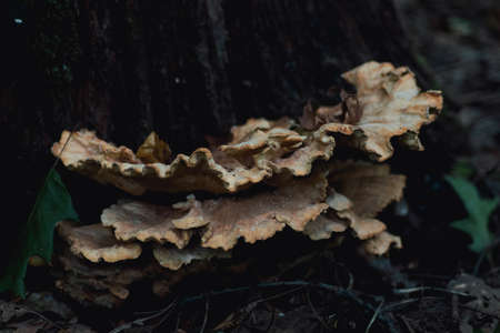 A yellow wood-decay fungus on a growing near a tree. Copy space.の写真素材