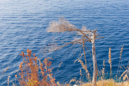 Dead trees against the sea in Portofino, Liguria, Italy. Concept of environmental issues, climate change.の写真素材