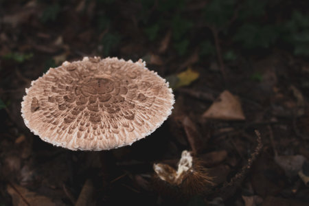A single Parasol mushroom (Macrolepiota procera) on a field. High angle view.の写真素材