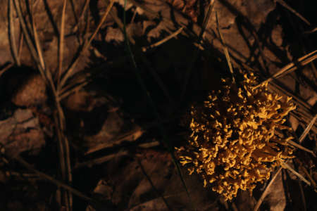 Top view of a Ramaria botrytis mushroom (a.k.a. the clustered coral, the cauliflower coral). Edible...