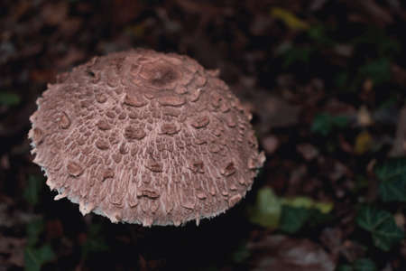 A single Parasol mushroom (Macrolepiota procera) on a field. High angle view.の写真素材