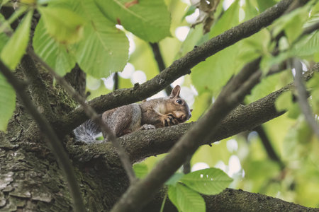 Low angle view of a squirrel on a tree eating. Perspective. Copy space.の写真素材