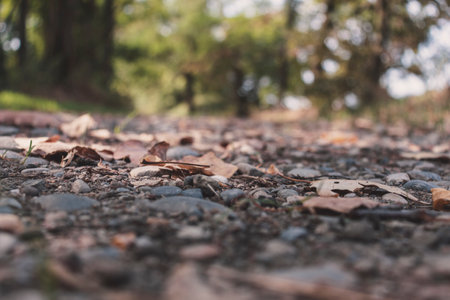 Low angle view on an gravel road leading to an unknonwn point in the forest. Diminishing perspective. Selective focus. Copy space.の写真素材