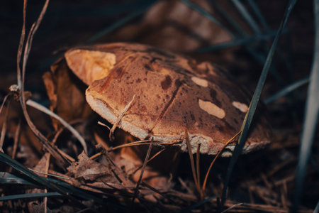 Low angle view of a Boletus edulis mushroom (a.k.a. porcino) in a field. Eatable mushroom. Copy space.の写真素材