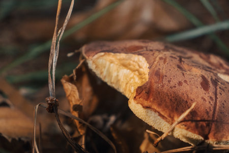 Low angle view of a Boletus edulis mushroom (a.k.a. porcino) in a field. Eatable mushroom. Copy space.の写真素材