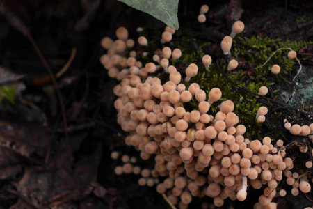 Top view of yellow mushrooms among forest grass and leaves. Copy space.