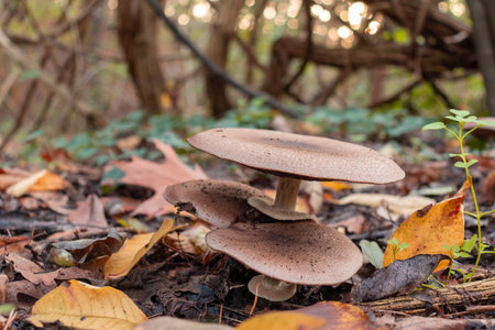 Low angle view of a group of mushrooms among forest grass and leaves. Copy space.の写真素材