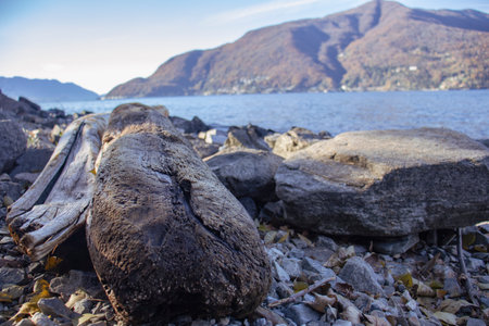 Low Angle View of Gravel beach with tree trunks on Maggiore Lake. Luino, Italyの写真素材