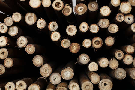 bamboo backgroundの写真素材