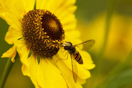 fly on yellow flower, macro, shallow DOF