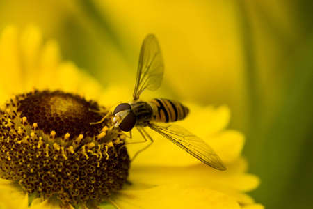 fly on yellow flower, macro, shallow DOFの写真素材