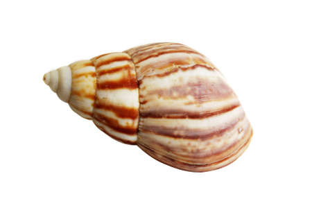 empty shell isolated over whiteの写真素材