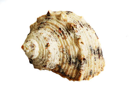 empty grunge shell isolated over whiteの写真素材