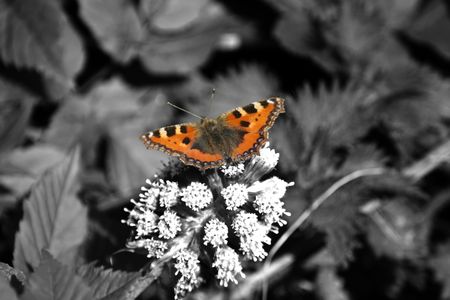 Red Admiral on black and white backgroundの写真素材