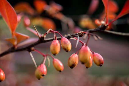 Beautiful fruits on a branch
