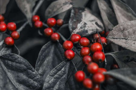 Red berries on a branchの写真素材