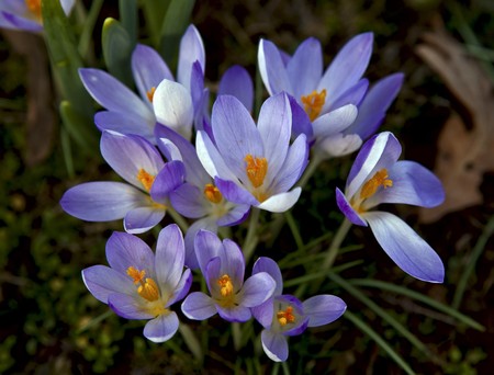 Violet crocuses in the sun in springの写真素材