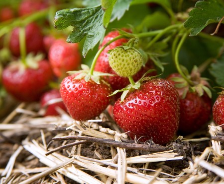 Closeup of fresh organic strawberries growing on the vineの写真素材