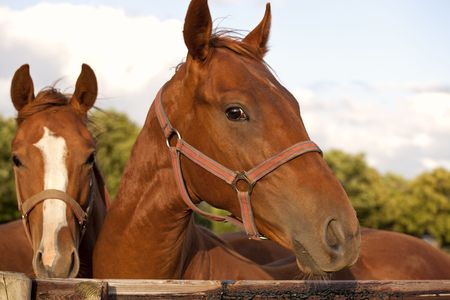  Closeup of the head of a horse on sky backgroundの写真素材