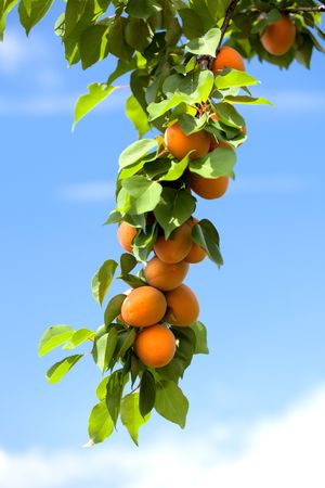 Apricots growing on an apricot tree. の写真素材