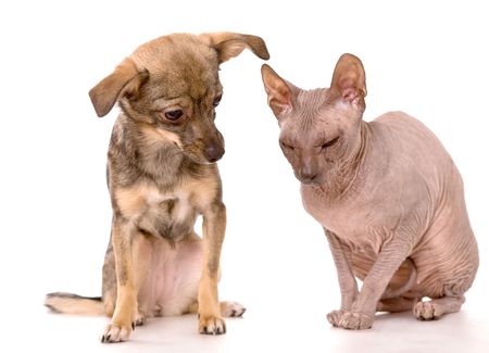 Little dog and Don Sphynx cat isolated on white background の写真素材