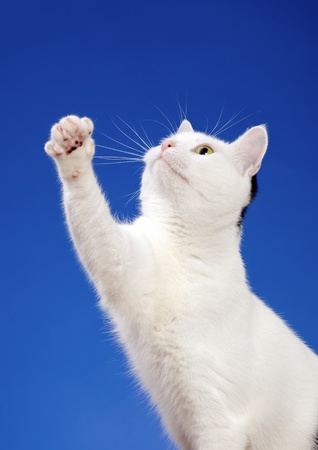 white catの写真素材