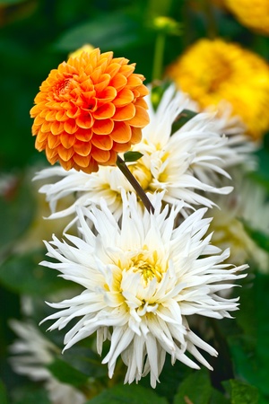 Bouquet of Flowersの写真素材