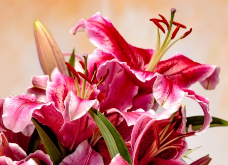 Bouquet of pink lilies on a colored backgroundの写真素材